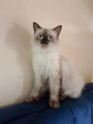 Persian Cat