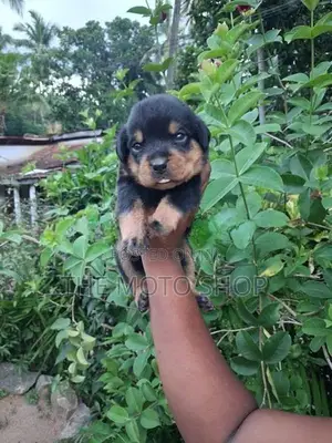 Rottweiler Puppies