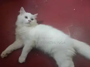 Persian Cat