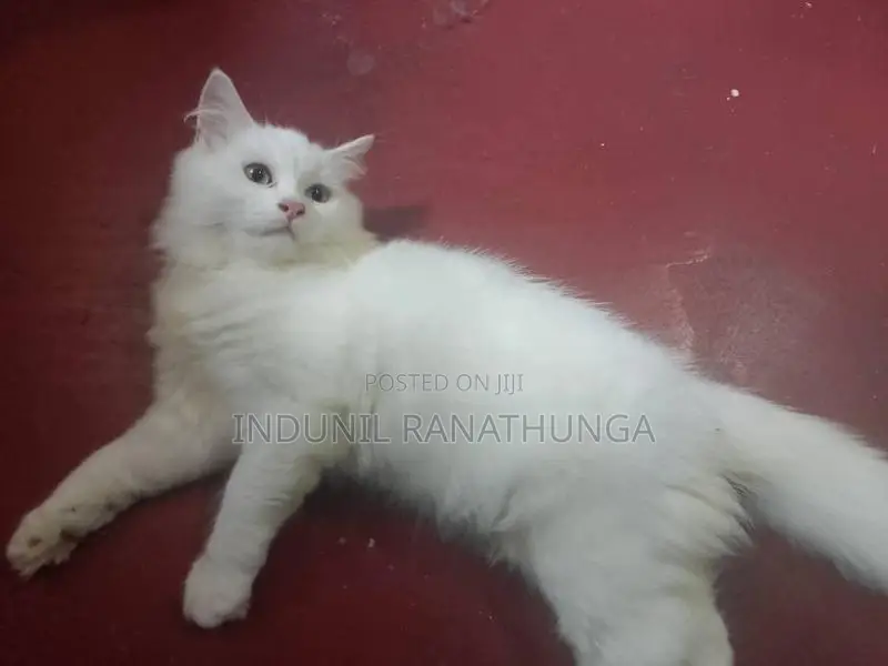 Persian Cat