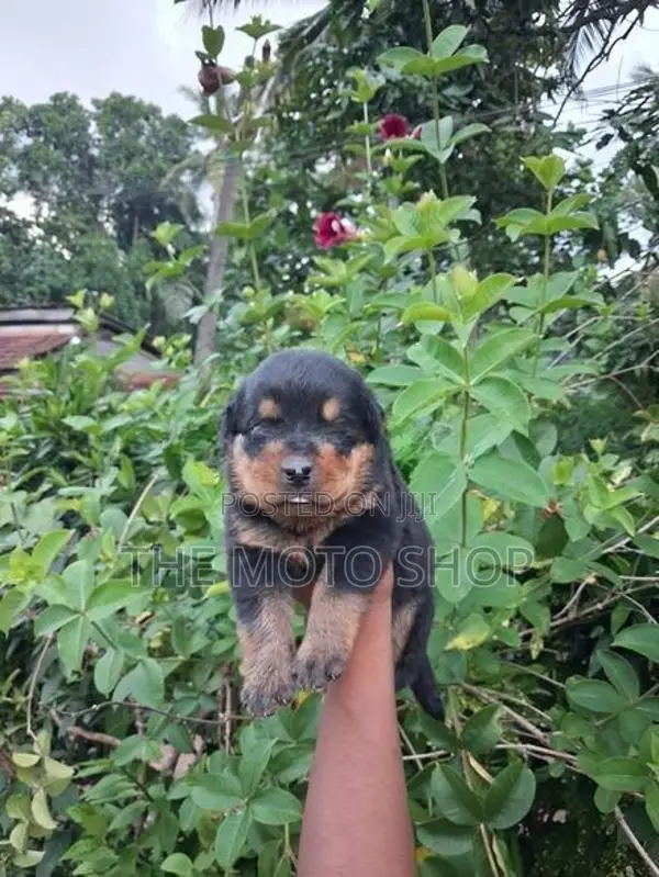 Rottweiler Puppies