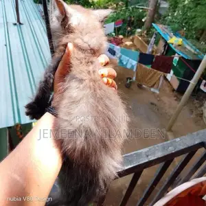Persian Cat
