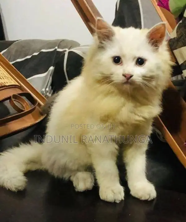 Persian Cat