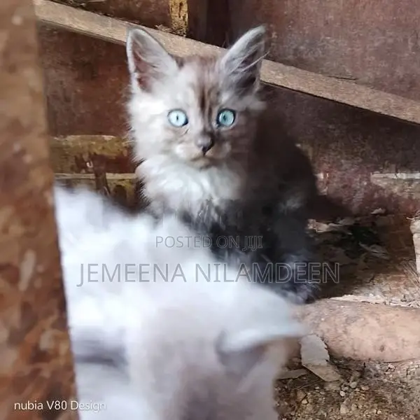 Persian Cat