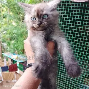 Persian Cat
