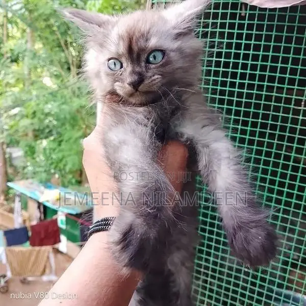 Persian Cat