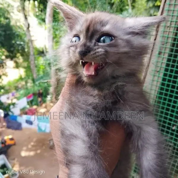 Persian Cat