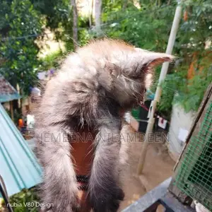 Persian Cat
