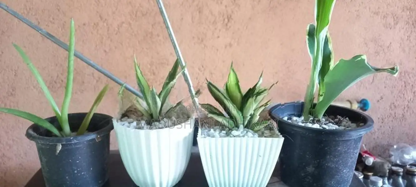 Ornamental Plants