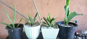 Ornamental Plants