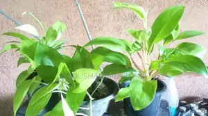 Ornamental Plants