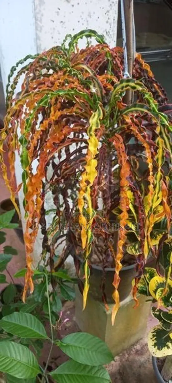 Ornamental Plants