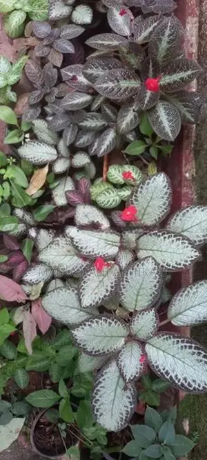 Ornamental Plants