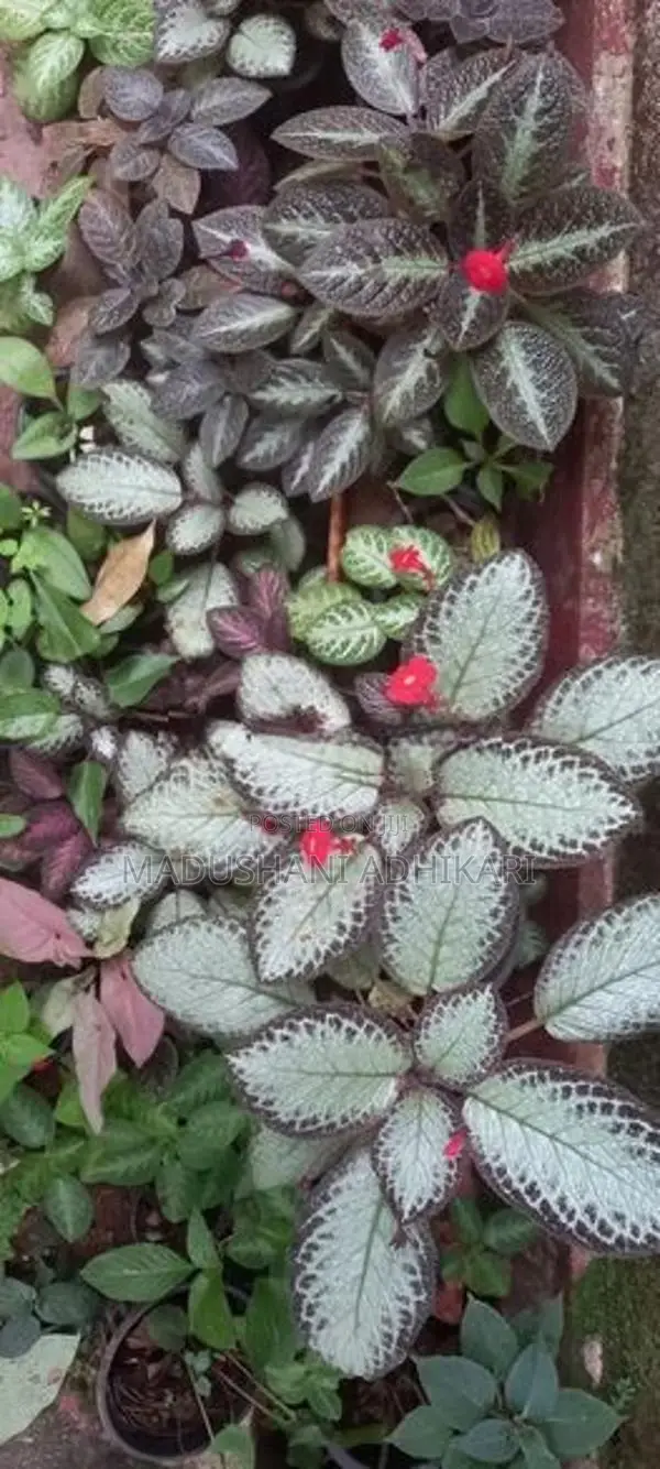 Ornamental Plants