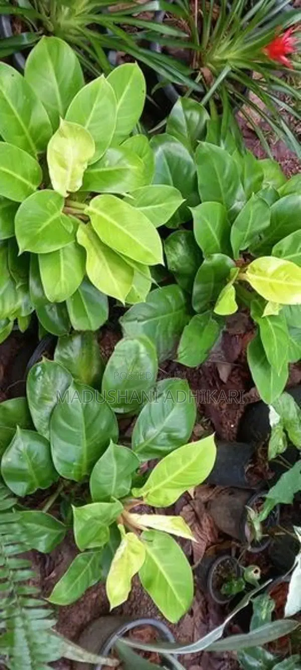 Ornamental Plants