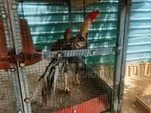 Parrot Nose Rooster