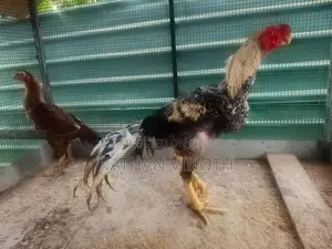 Parrot Nose Rooster