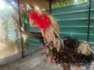 Parrot Nose Rooster