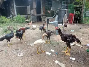 Aseel Rooster