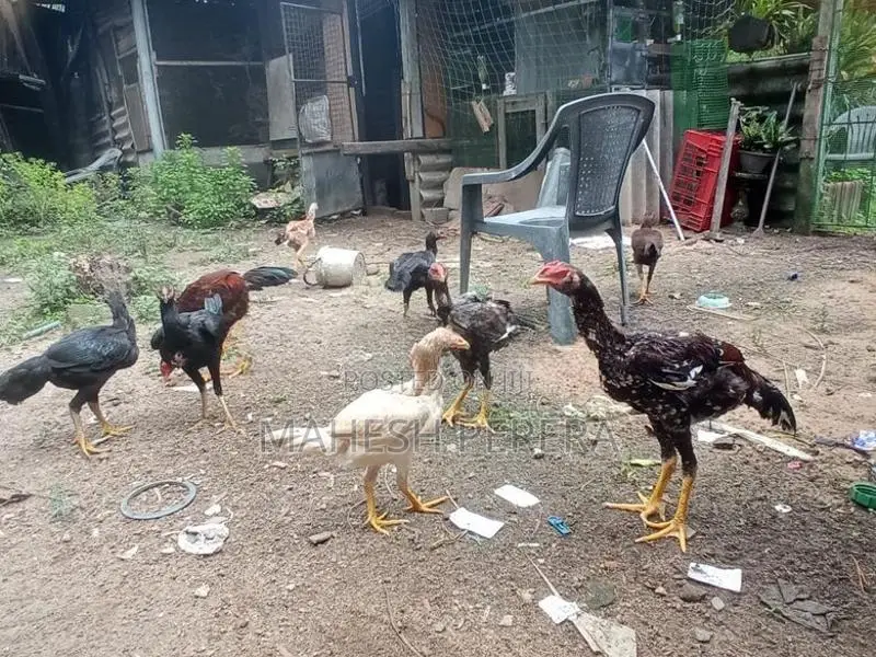 Aseel Rooster