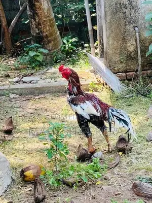 Aseel Rooster