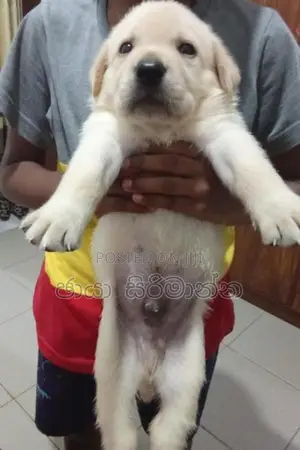 Labrador Puppies