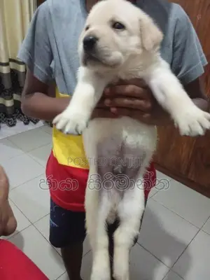 Labrador Puppies