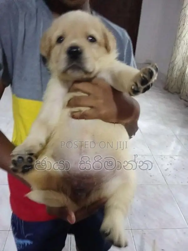 Labrador Puppies