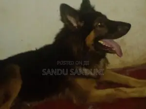 German Shepherd Female