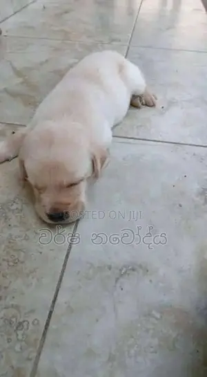 Labrador Puppy