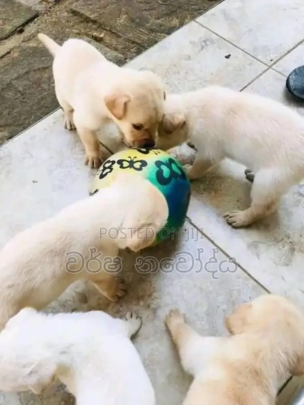 Labrador Puppy