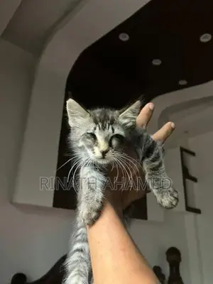 Persian Kitten