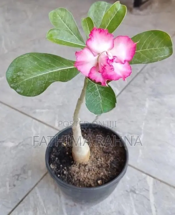 Adenium Rose Plants