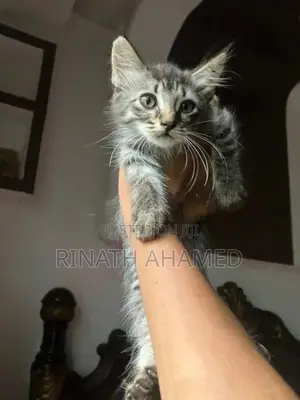 Persian Kitten