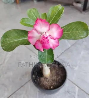 Adenium Rose Plants