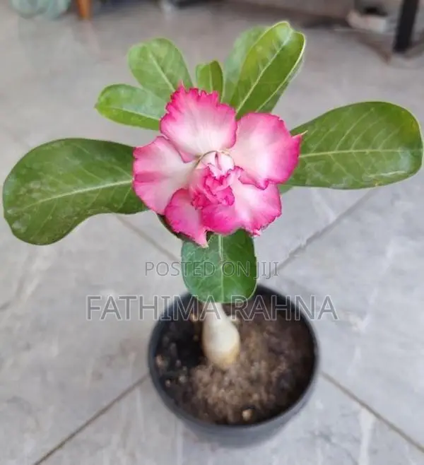 Adenium Rose Plants
