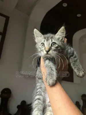 Persian Kitten