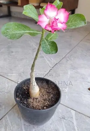 Adenium Rose Plants