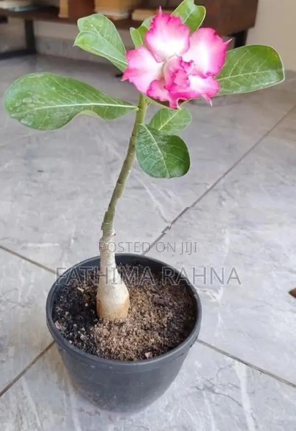 Adenium Rose Plants