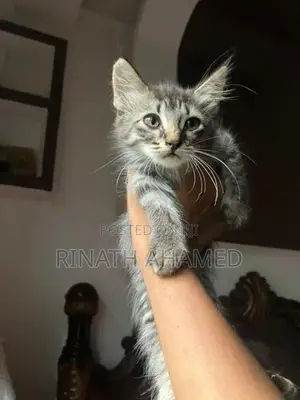 Persian Kitten