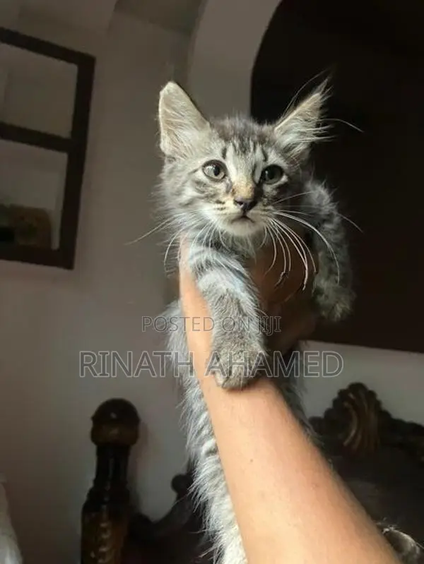 Persian Kitten
