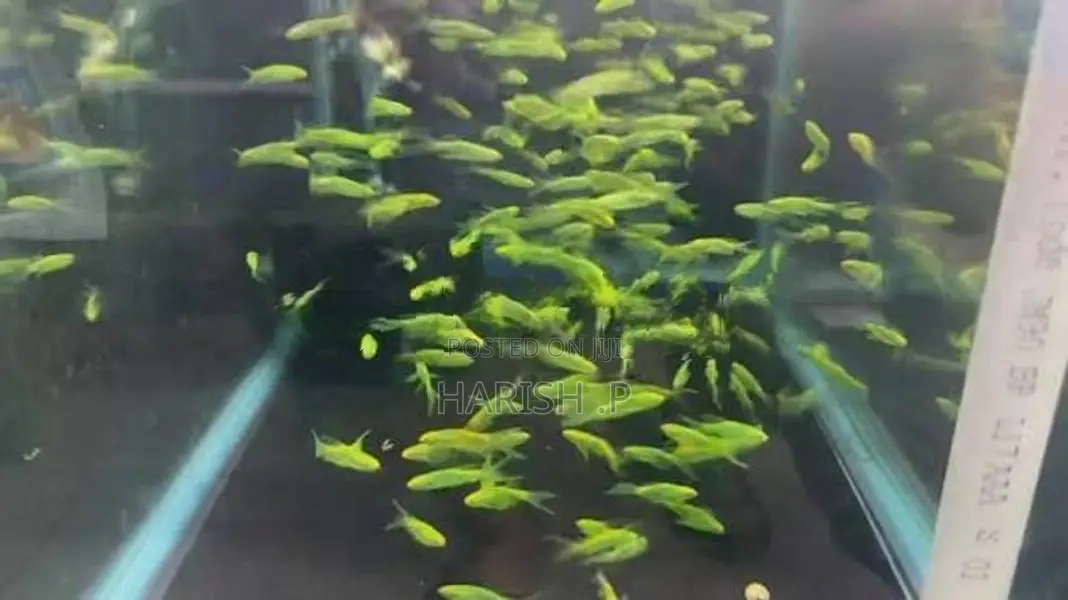 Zebra Fish