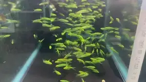 Zebra Fish