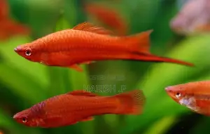 Sword Tail