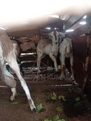සානන් දෙමුහුන්