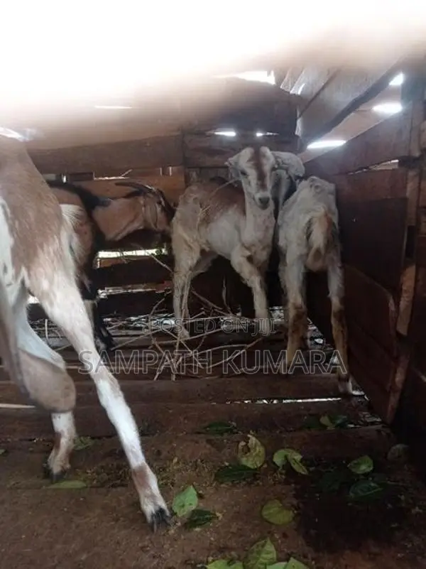 සානන් දෙමුහුන්