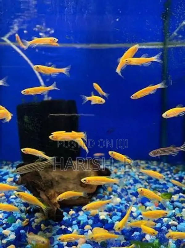 Zebra Fish