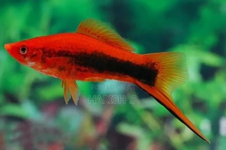 Sword Tail