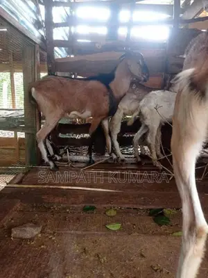 සානන් දෙමුහුන්