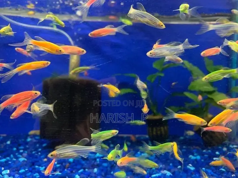Zebra Fish